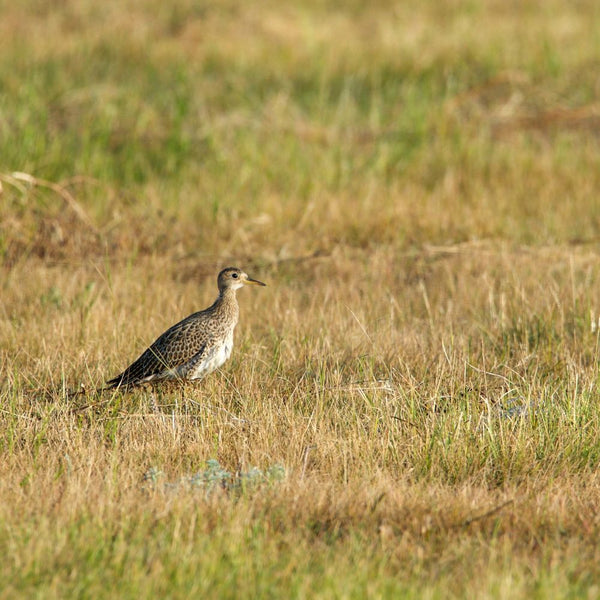 bird standing in prairie grass