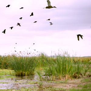 Birds Flying