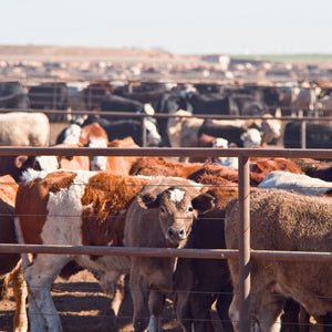 yearling cattle standing in a feedlot