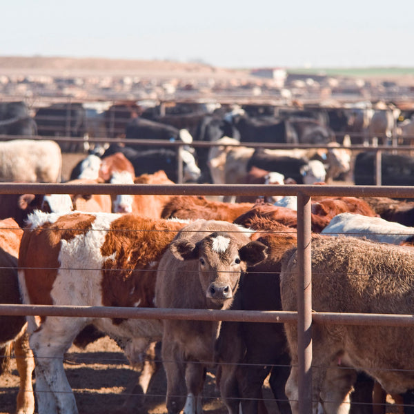 yearling cattle standing in a feedlot