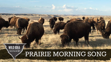 Prairie Morning Song