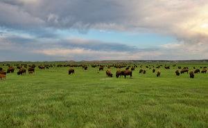 Buffalo grazing on the prairie