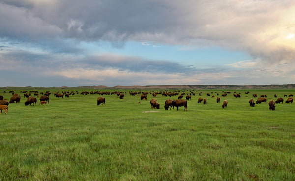 Buffalo grazing on the prairie