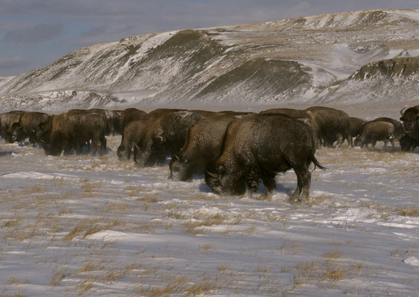 Winter Grazing
