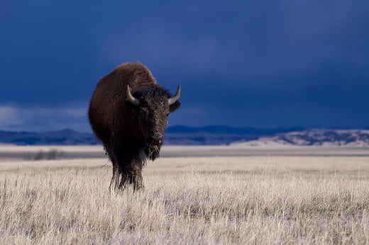 100% grass-fed buffalo standing alone on the prairie against a blue sky