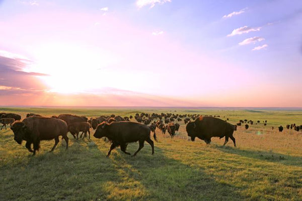buffalo on the prairie against the sunrise
