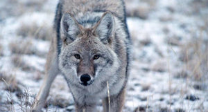 Predator-Friendly Prairie Landlords