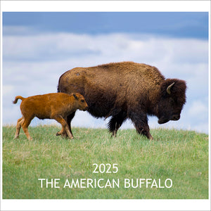 Calendar Cover with Bison Cow & Calf