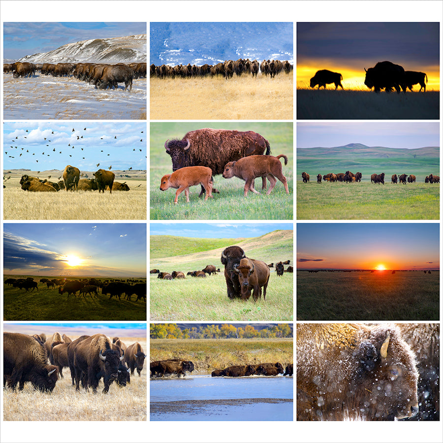 Twelve photos of bison on the prairie grasslands