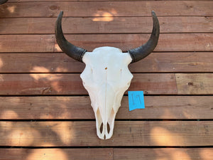 buffalo skull with I9 tag