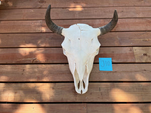 buffalo skull with J10 tag