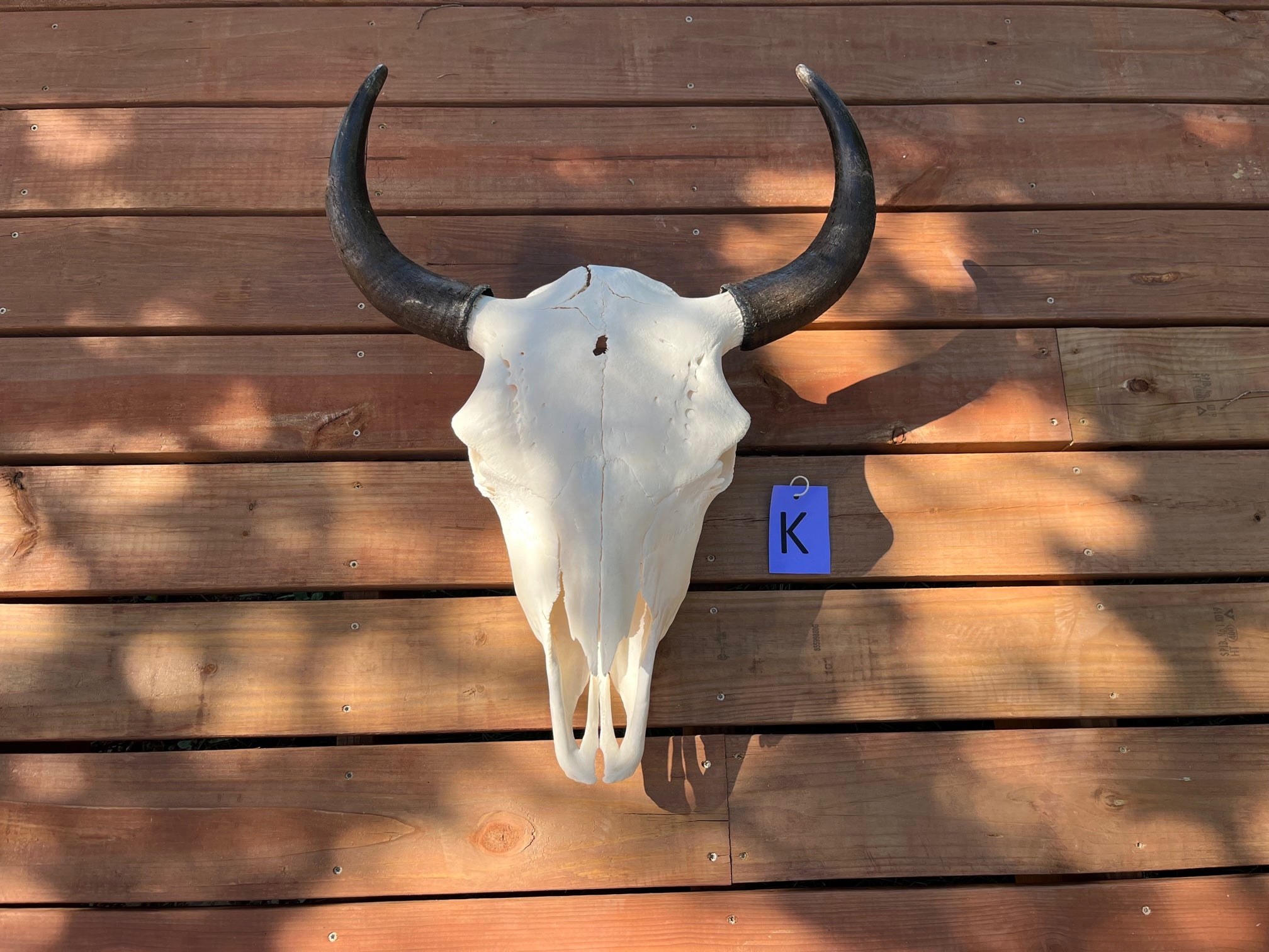 buffalo skull with k tag
