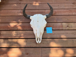 buffalo skull with K11 tag