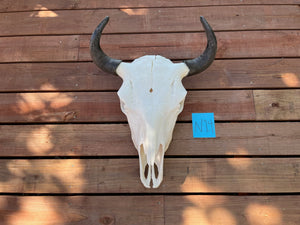 buffalo skull with N14 tag