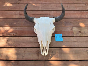 buffalo skull with O15 tag