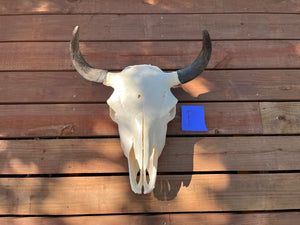 Buffalo skull with P Tag