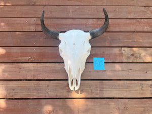 Buffalo Skull with S19 Tag