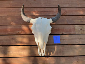 Buffalo skull with T tag