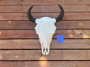 Buffalo skull with U21 tag