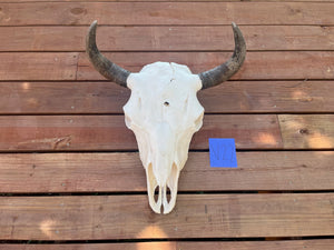 Buffalo skull with V22 tag