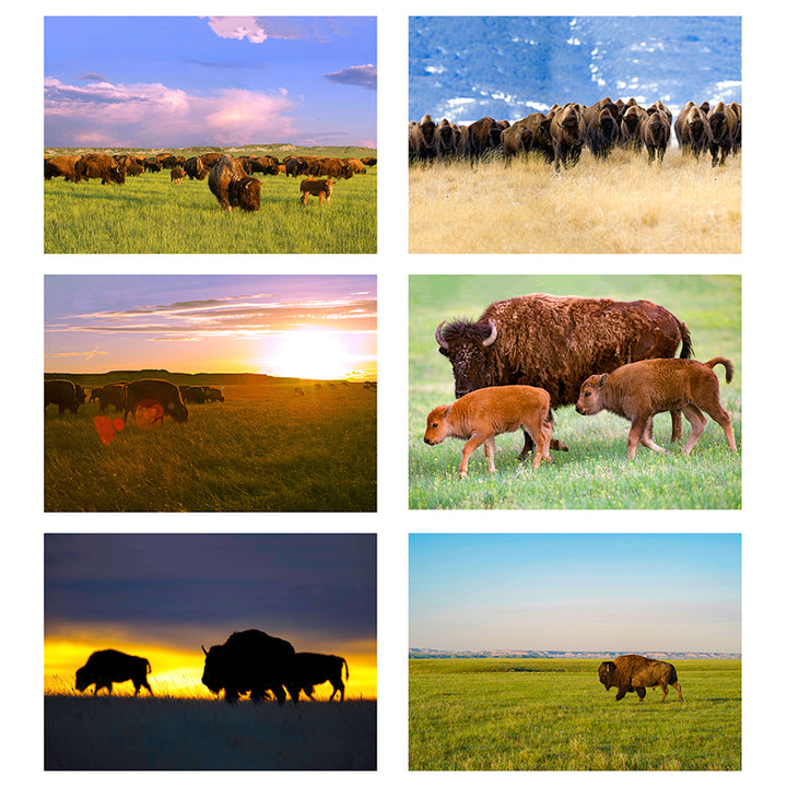 Bison images of the card cover for all occasion cards