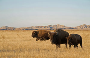 Fall_Buffalo-Family-Golden-Fall-Light