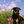 Load image into Gallery viewer, black and tan dog sitting in morning glories on the prairie
