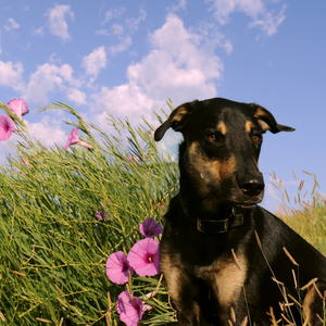 black and tan dog sitting in morning glories on the prairie