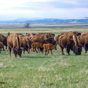 Herd of bison grazing in a grassy field with mountains in the background