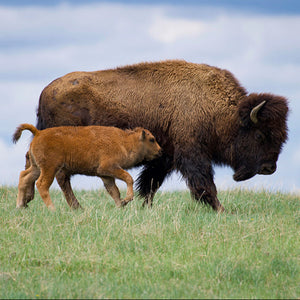 Bison and calf walking on a grassy hill with a cloudy sky.