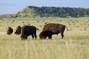 Buffalo grazing in bird cloud