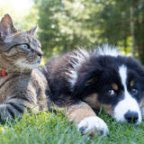 picture of a brown tabby cat and a black and white dog
